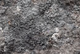  This Raw Material