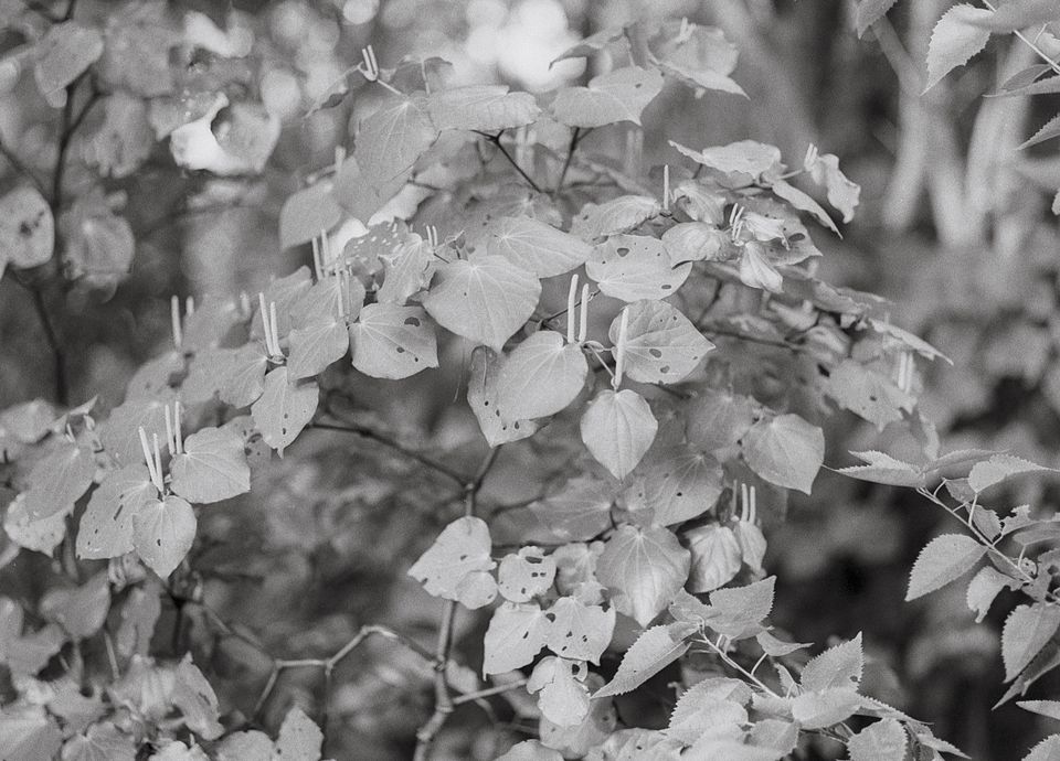  in our spring garden